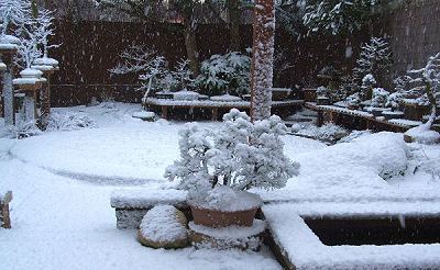 Caring for Bonsai during the Winter